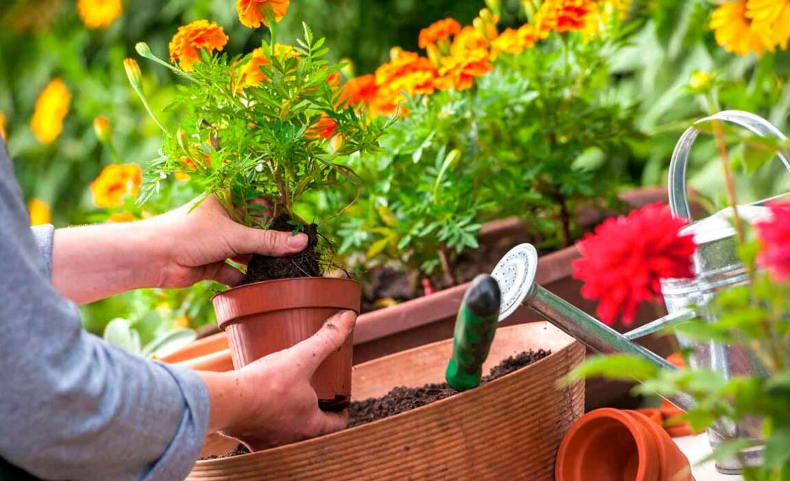 Jardineira plantando flores - tagetes