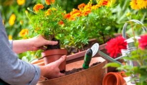 Jardineira plantando flores - tagetes