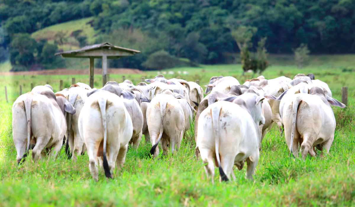 Gado nelore no pasto