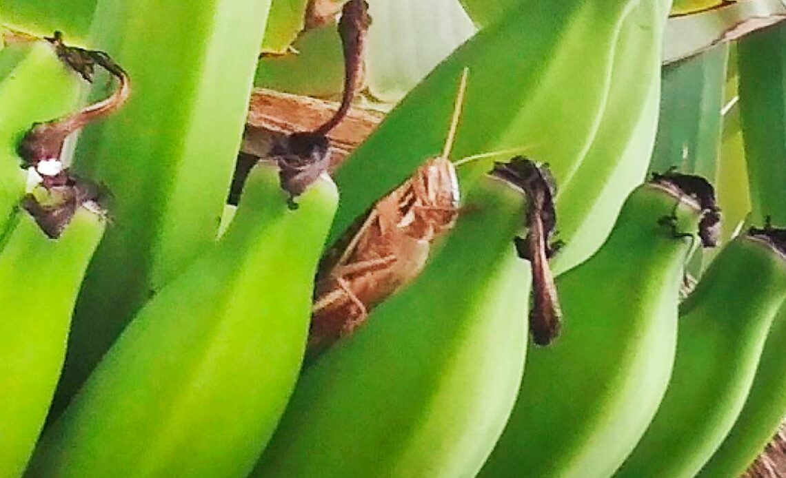 Gafanhoto Schistocerca flavofasciata escondido numa penca de banana