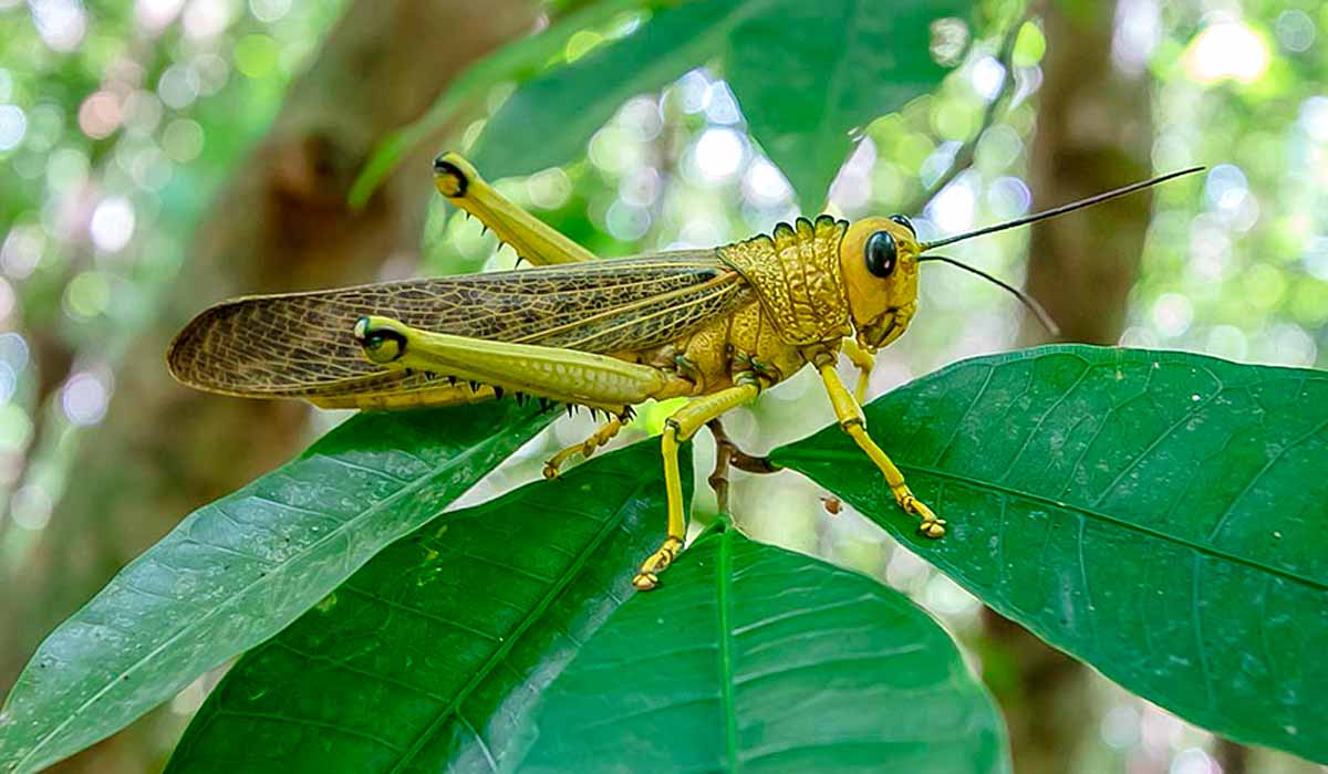 Gafanhoto gigante (Tropidacris collaris)