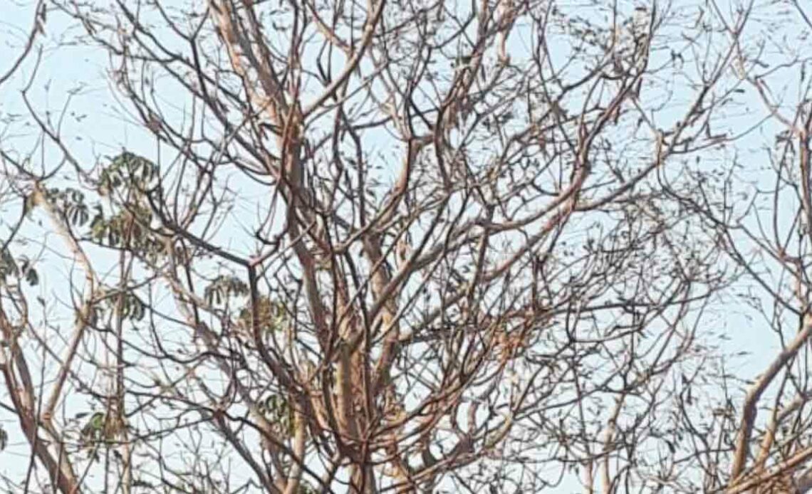 Ávore desfolhada pelo gafanhoto gigante (Tropidacris collaris) no Mato Grosso