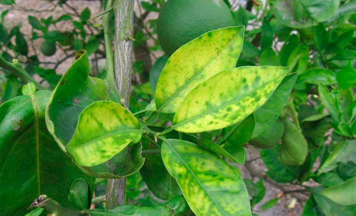 Planta afetada pelo greening