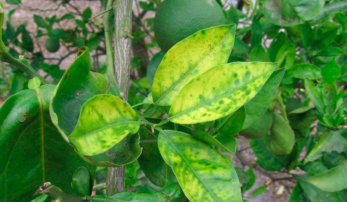 Planta afetada pelo greening