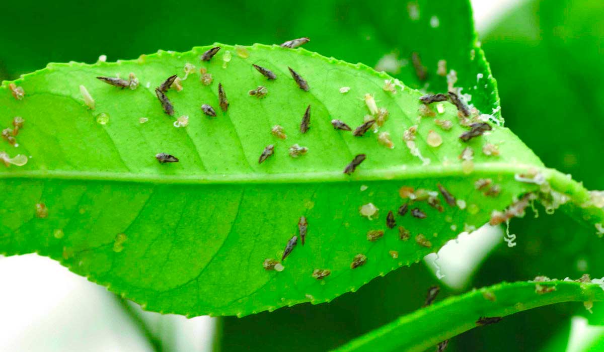 Psilídeo (Diaphorina citri) transmissor do greening