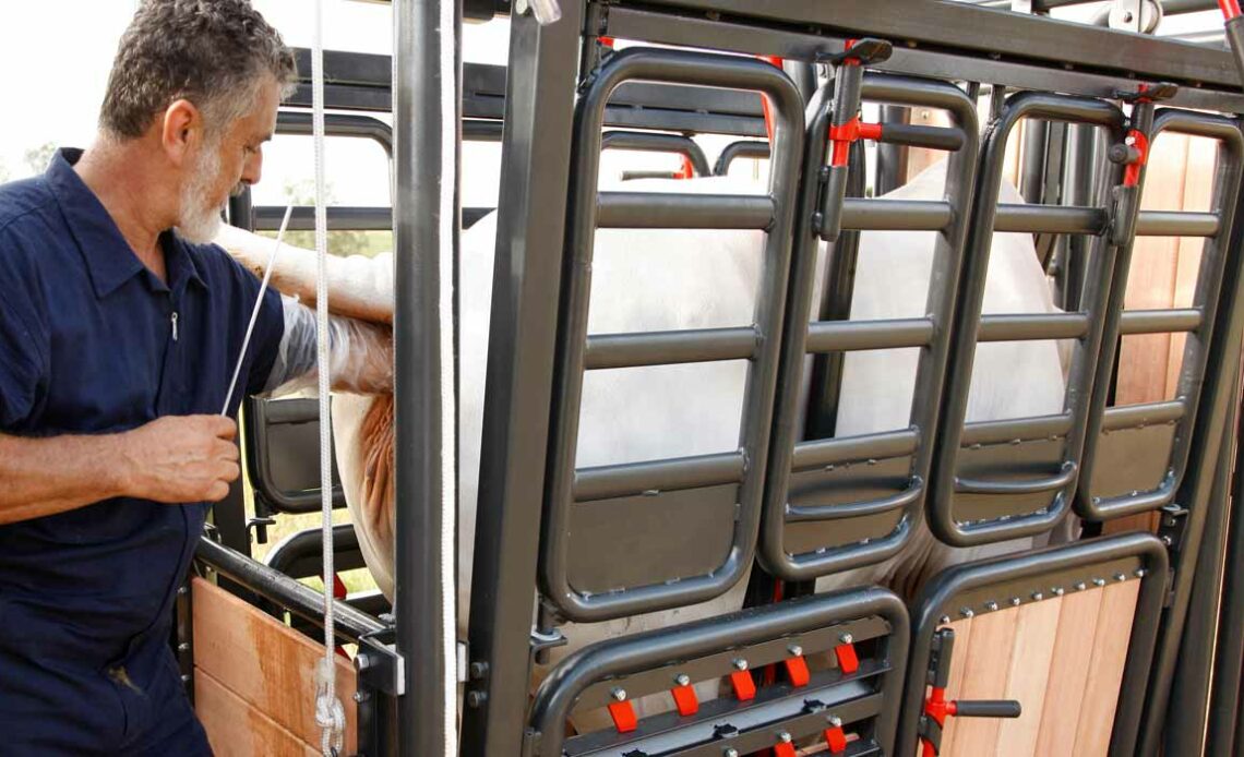 Veterinário procedendo a inseminação artificial numa vaca