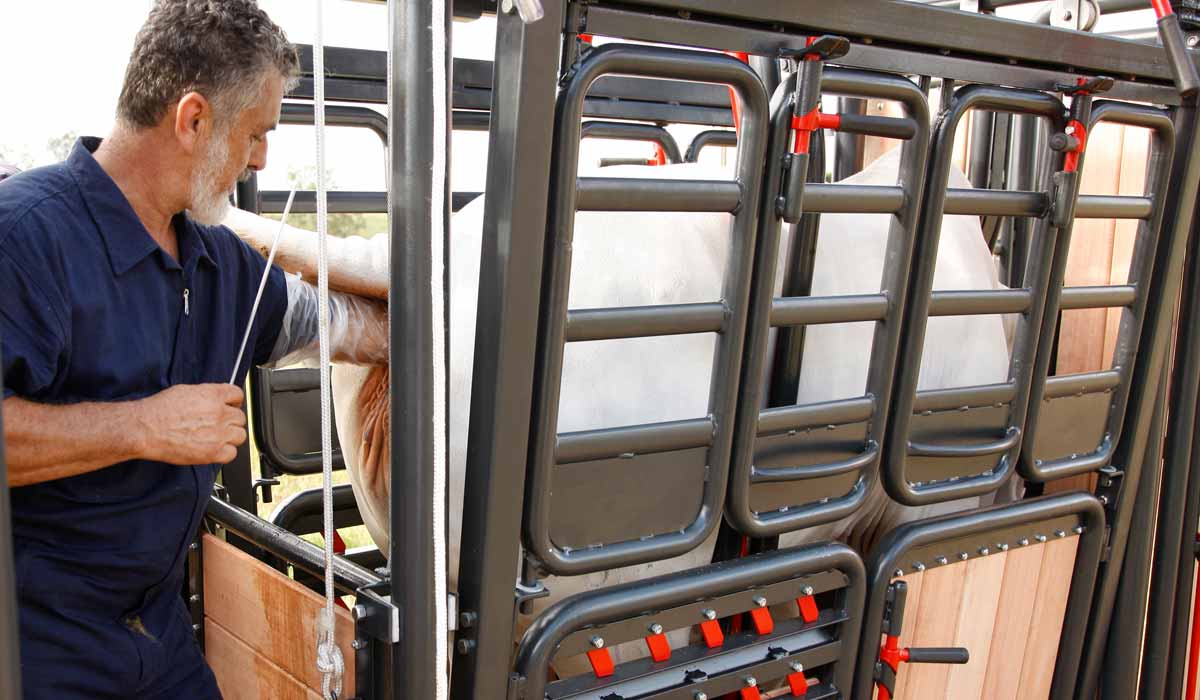 Veterinário procedendo a inseminação artificial numa vaca