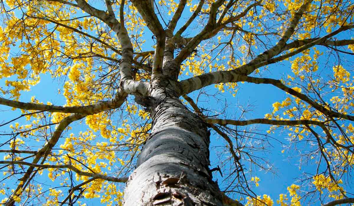 Ipê amarelo (Tabebuia vellosoi ou Handroanthus vellosoi) vista de baixo pra cima - Foto: Timblindim