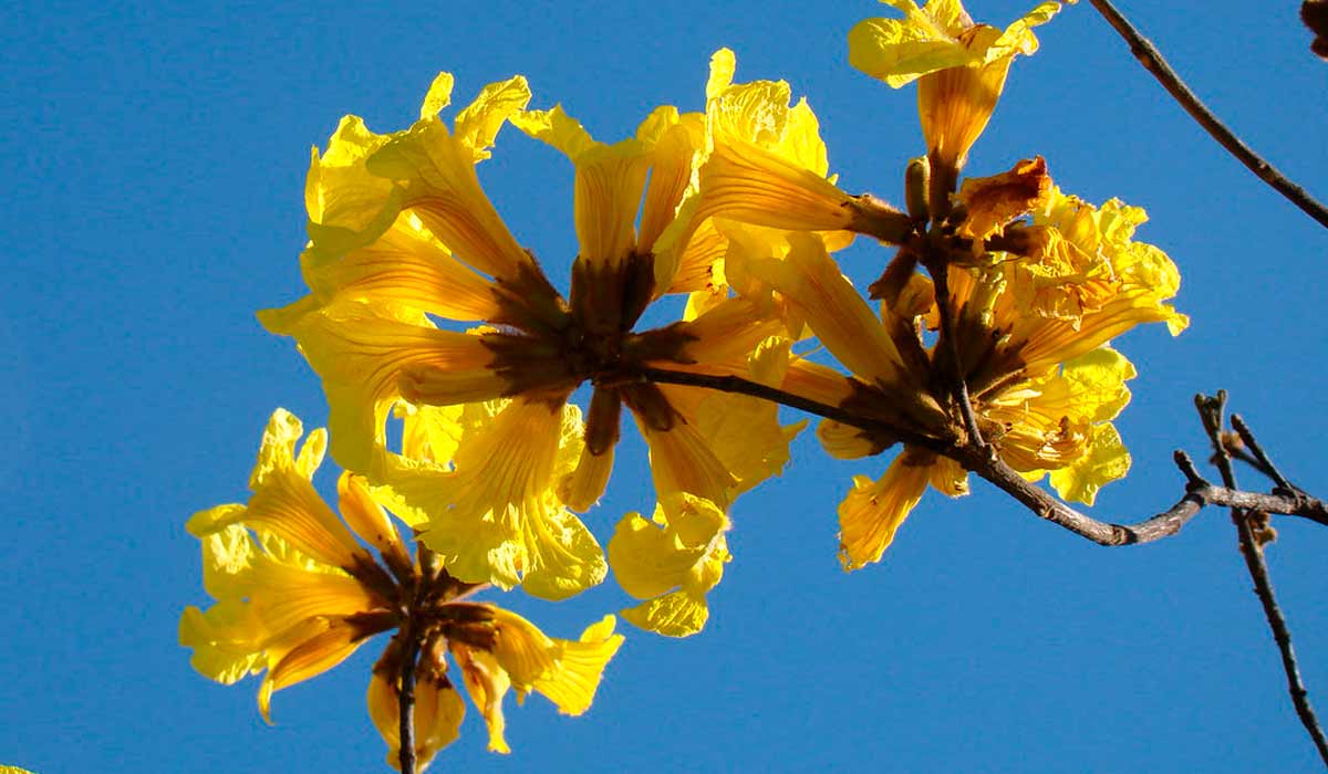 Bela floração do ipê amarelo - Foto: Timblindim