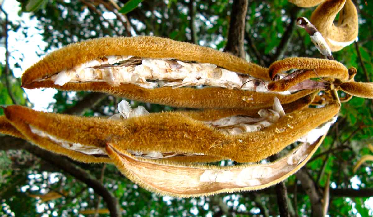 Fruto maduro aberto com as sementes aparentes - Foto: Useful Tropical Plants