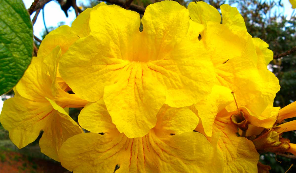 Detalhe da flor do ipê amarelo - Foto: Useful Tropical Plants