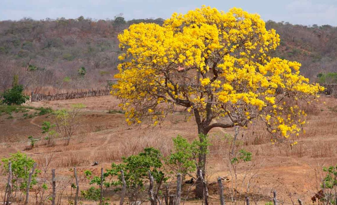 Ipê amarelo (Tabebuia vellosoi ou Handroanthus vellosoi)