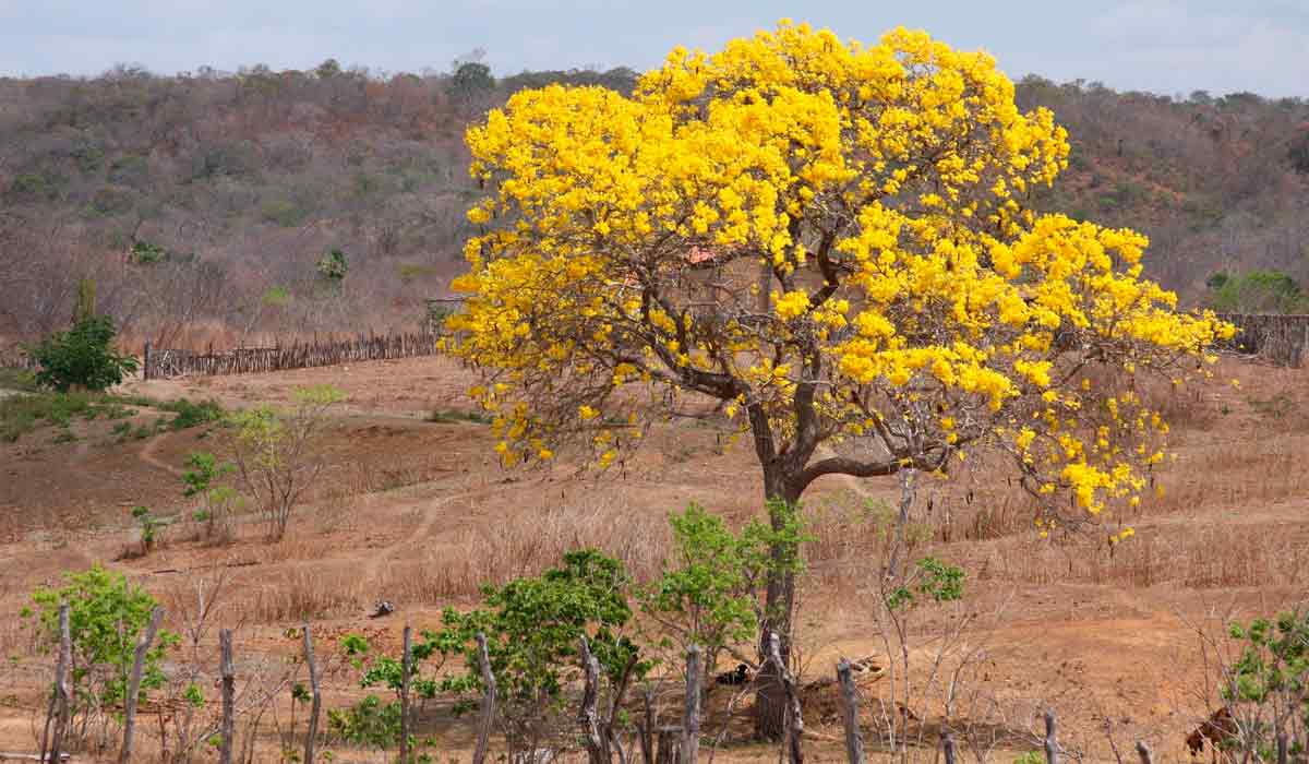 Ipê amarelo (Tabebuia vellosoi ou Handroanthus vellosoi)