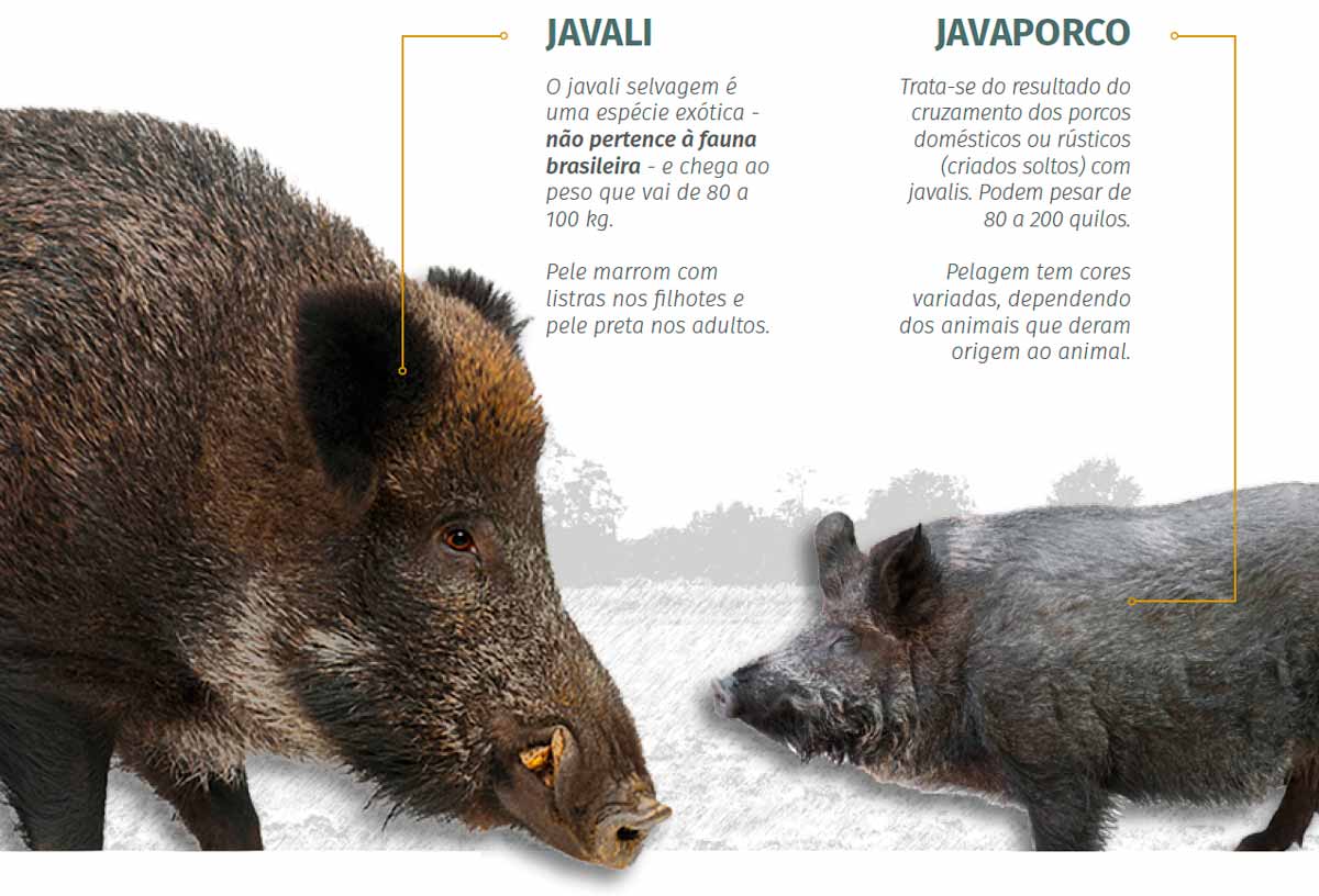 Diferenças entre o javali e o javaporco