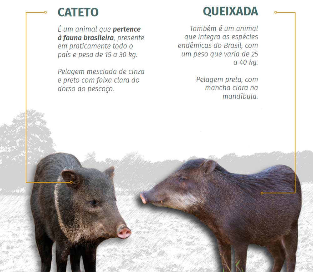 Cateto e queixada