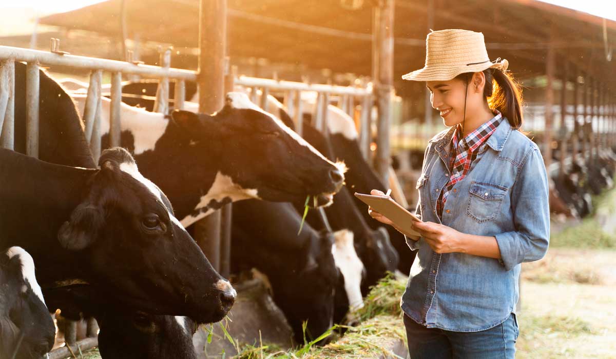 Zootecnista avaliando o desempenho de vacas leiteiras