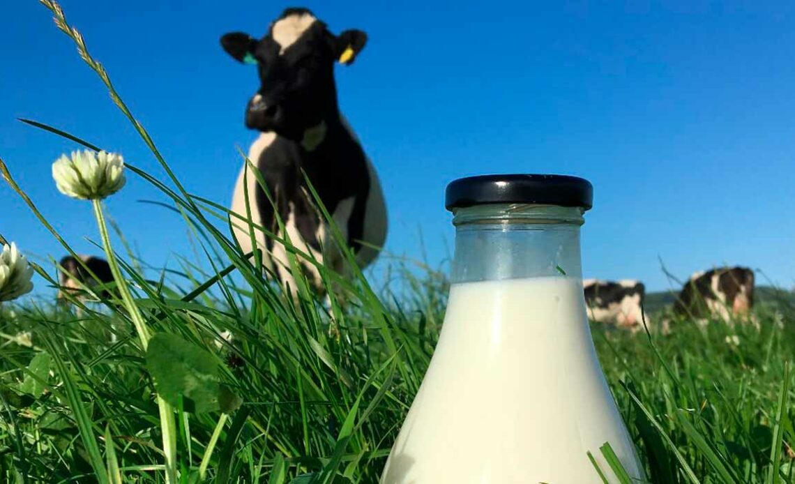 Vaca holandesa no pasto com um litro de leite em primeiro plano