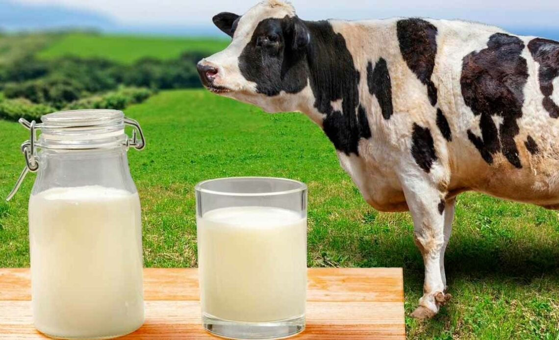 Vasilhame hermético e copo com leite sobre uma mesa com vaca holandes e paisagem rural ao fundo