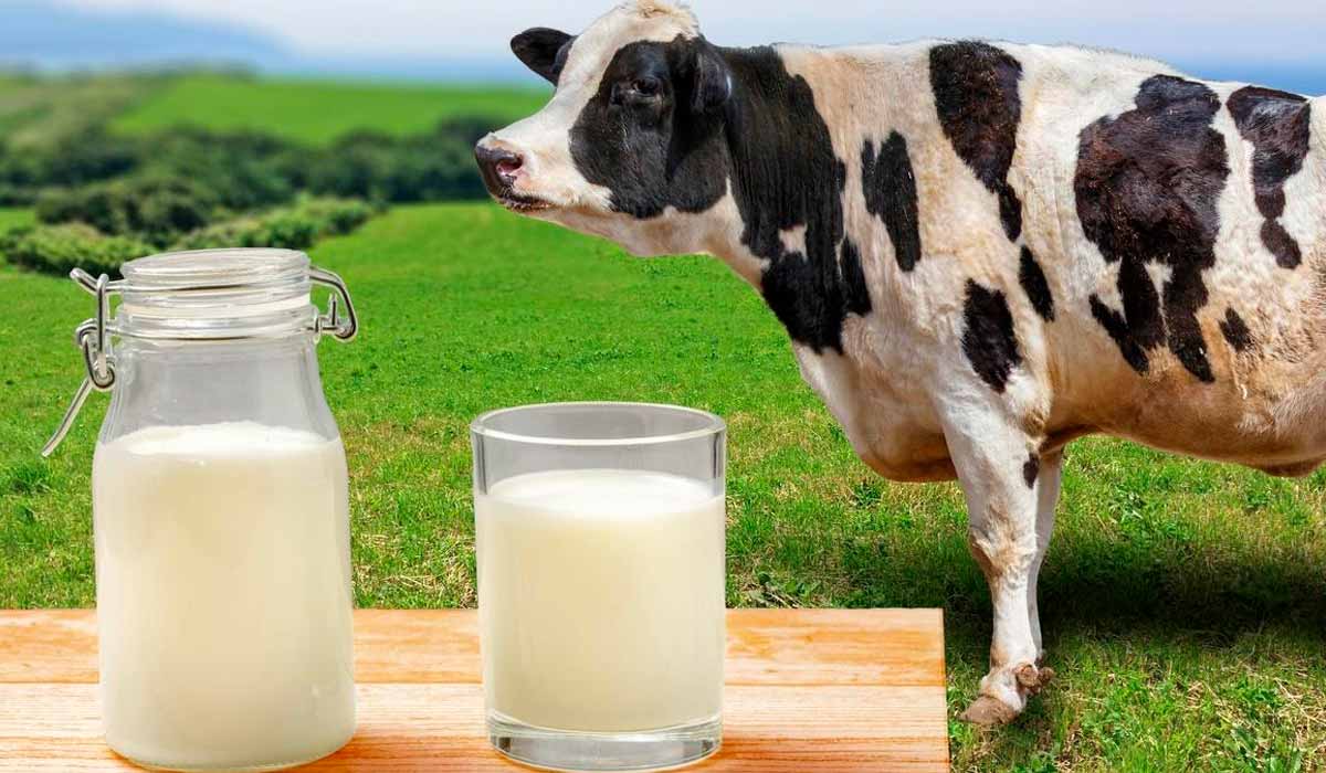 Vasilhame hermético e copo com leite sobre uma mesa com vaca holandes e paisagem rural ao fundo