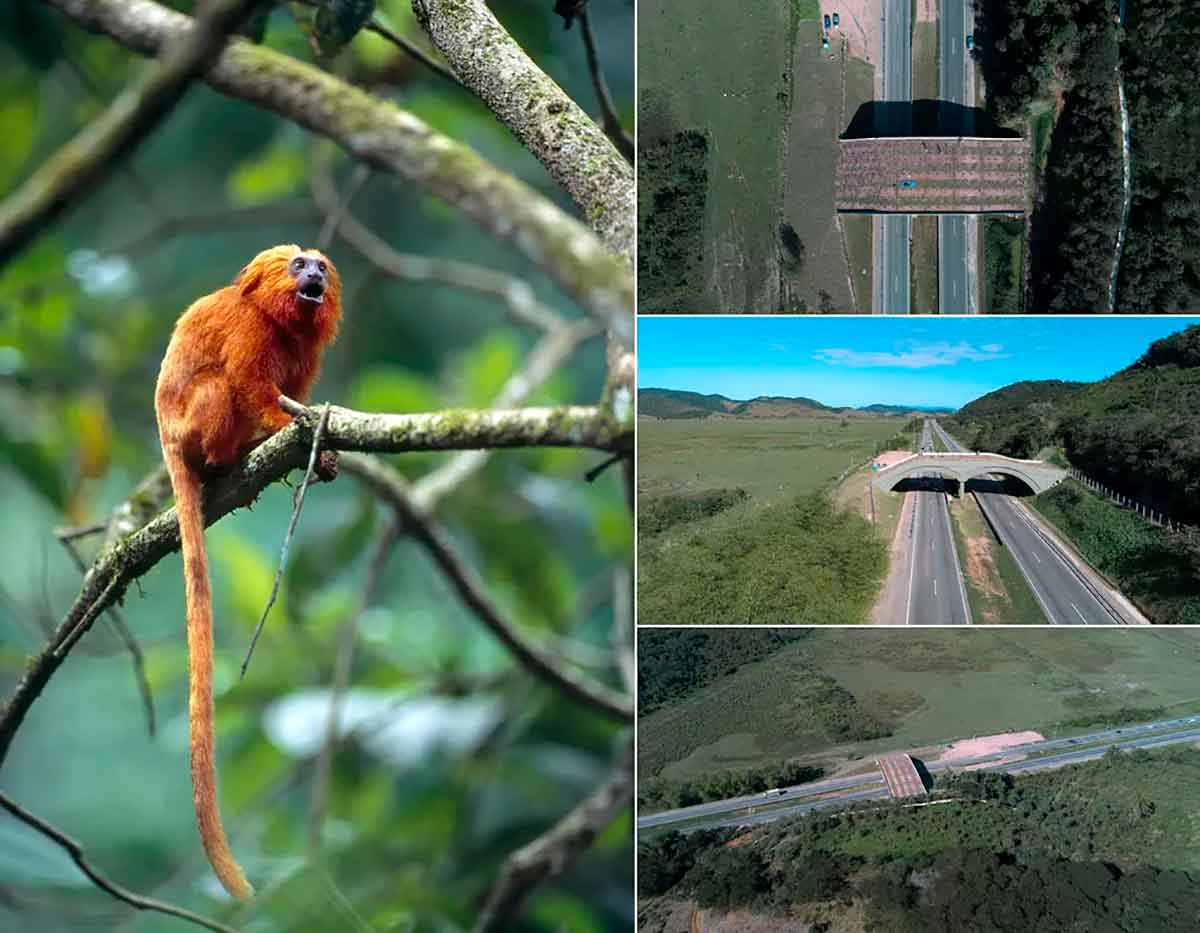 Mico leão dourado e imagens do viaduto sobre a BR 101 - Reprodução ICMBio e Divulgação Arteris Fluminense
