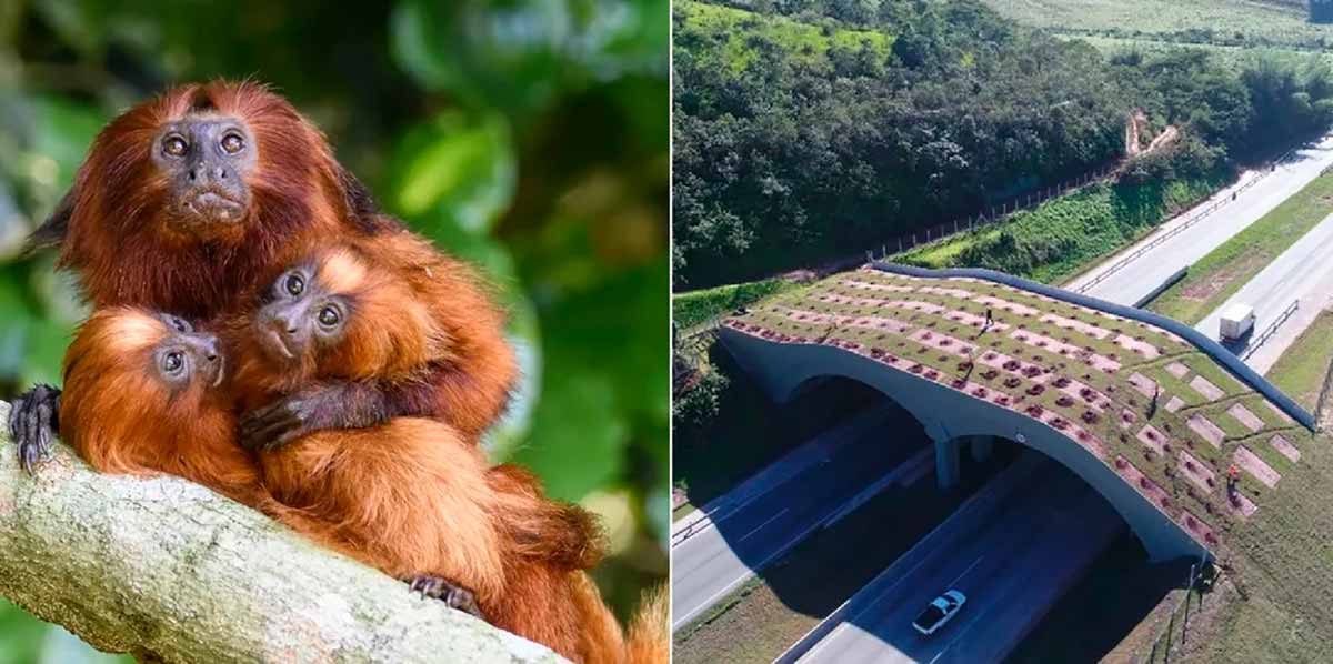 Família de mico leão dourado e visão aérea do viaduto - Andréia Martins/Divulgação AMLD e Divulgação/Arteris Fluminense