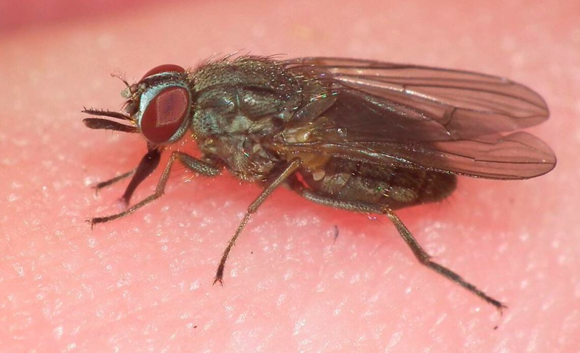 Mosca-dos-chifres (Haematobia irritans)