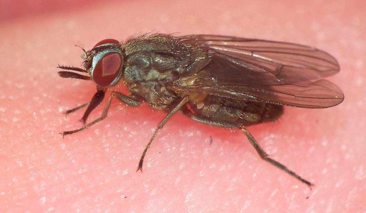 Mosca-dos-chifres (Haematobia irritans)