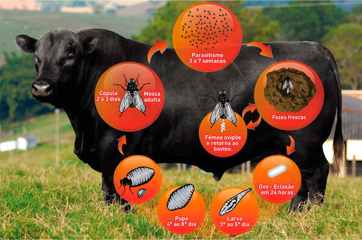 Ciclo da mosca dos chifres (Haematobia irritans)