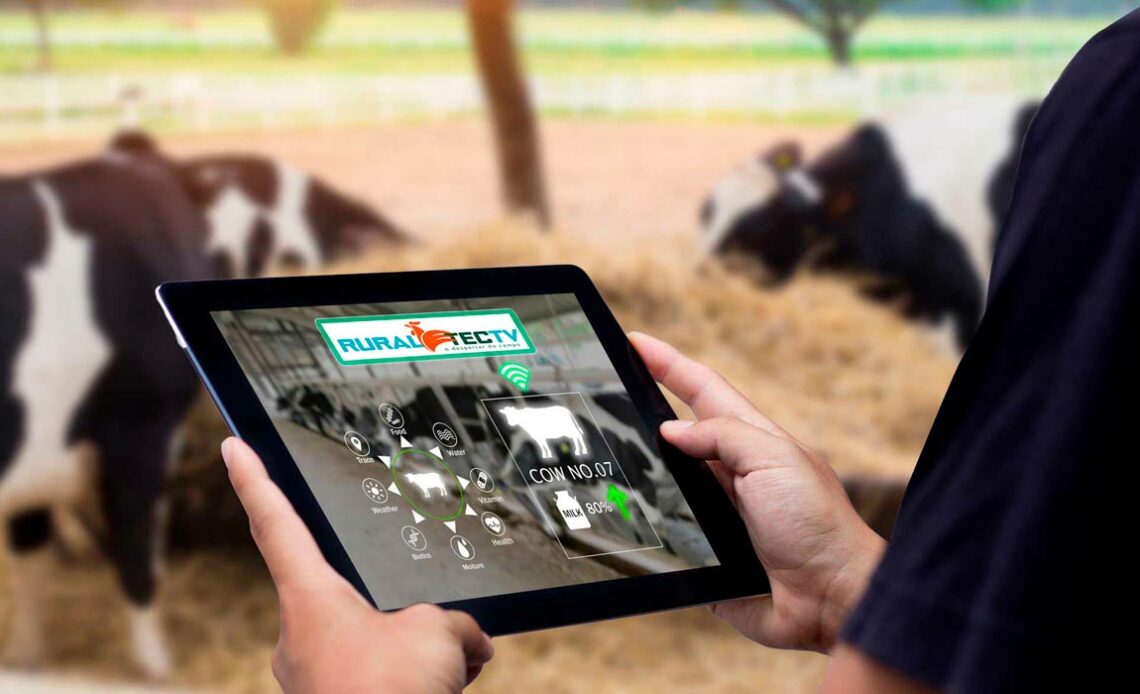 Pecuária 4.0 - Criador monitorando rebanho leiteiro com tablet nas mãos e alta tecnologia de gestão