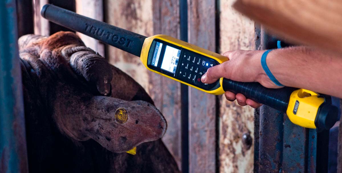 Pecuarista coletando dados de animal no tronco