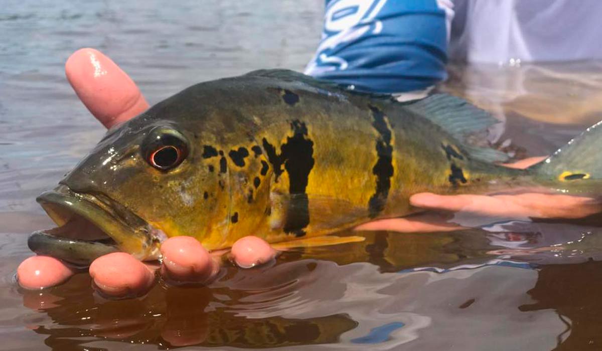 Pesque e solte - Pescador soltando o peixe por ele fisgado - um tucunaré