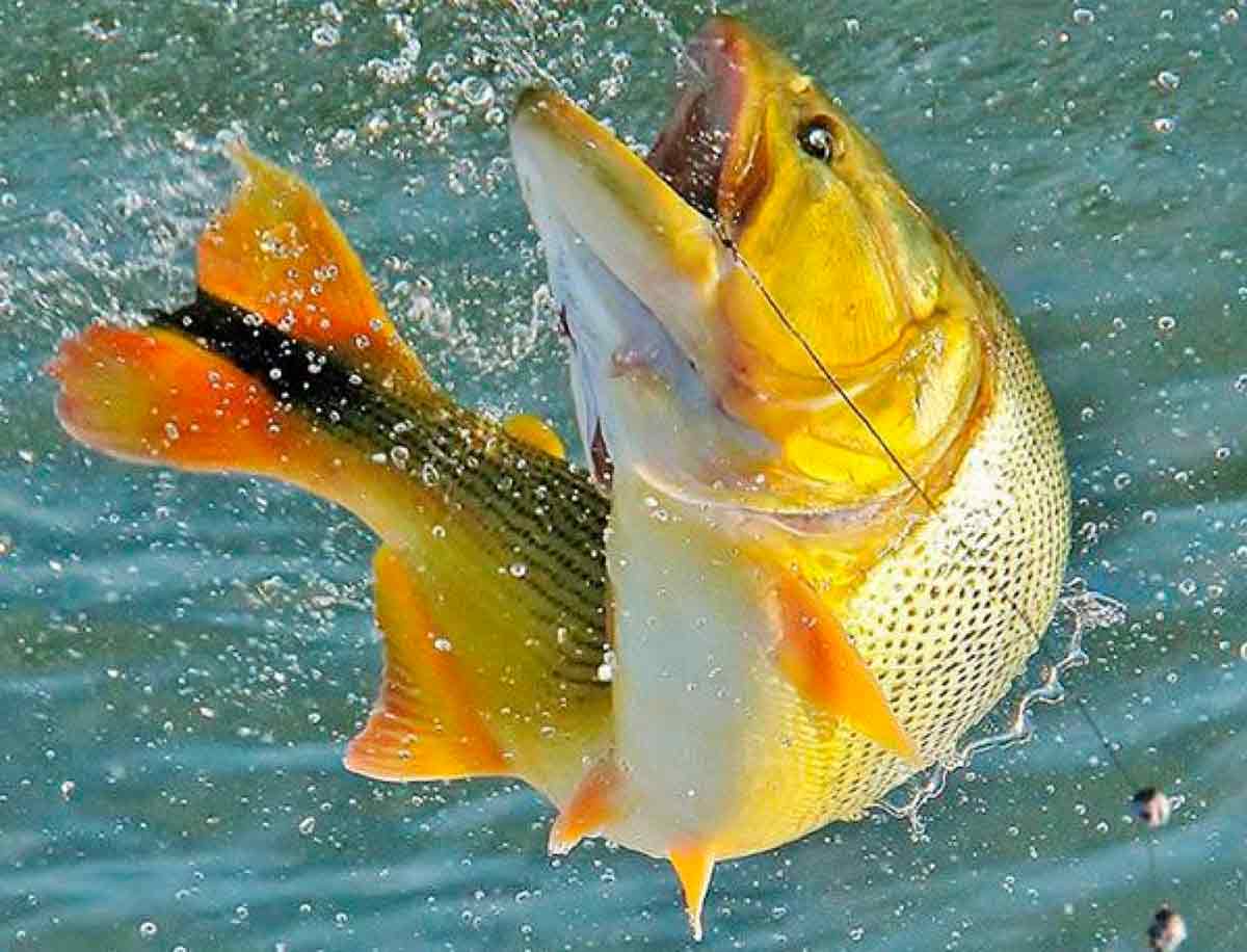 Um dourado fisgado brigando com o pescador