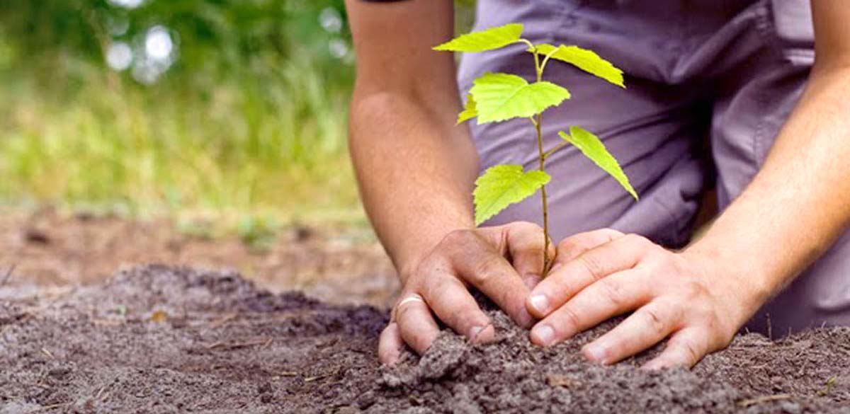 Agricultor reflorestando