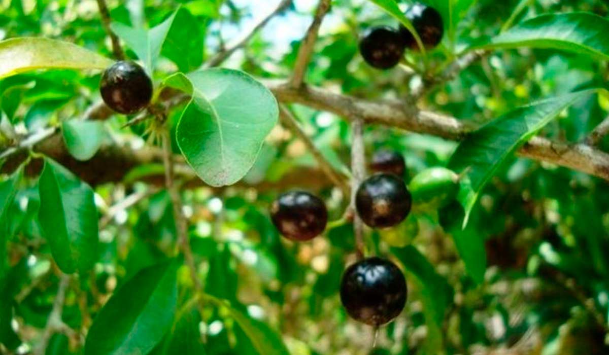 Frutos nos ramos da Quixabeira (Sideroxylon obtusifolium)