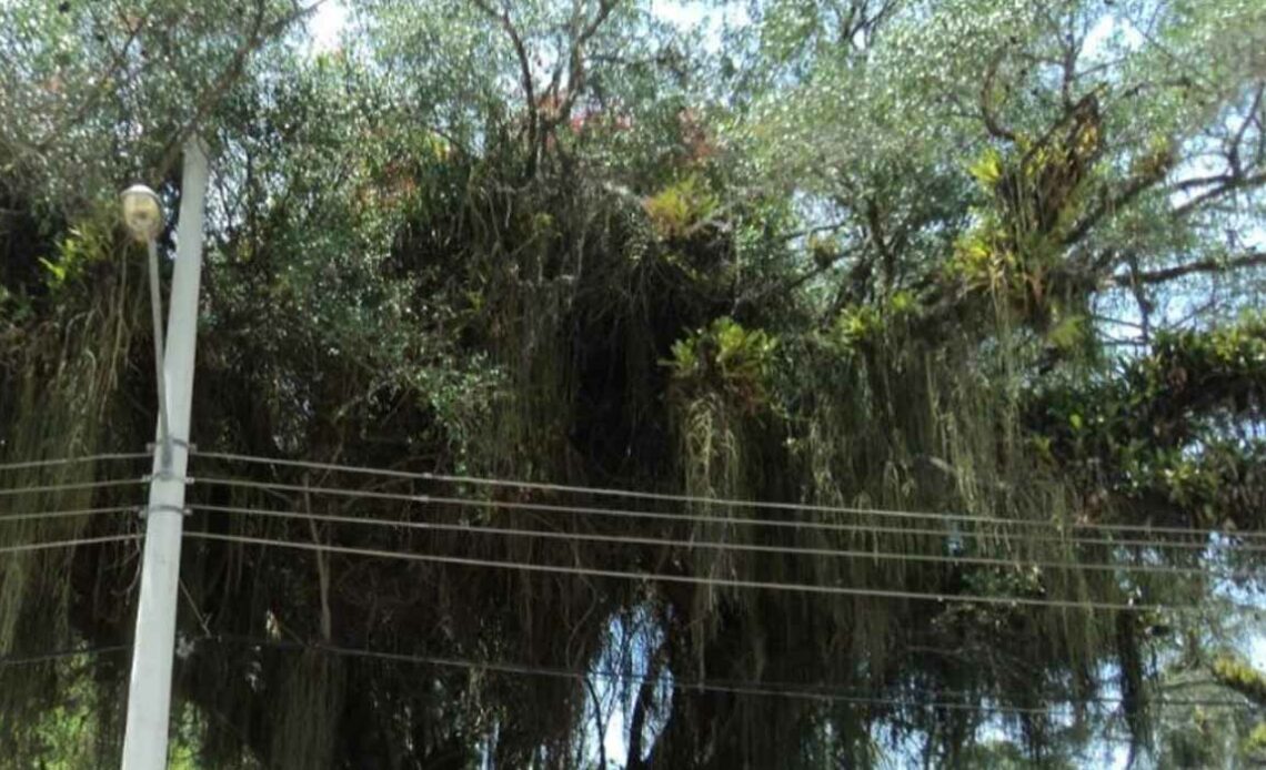 Quixabeira (Sideroxylon obtusifolium) de Paquetá