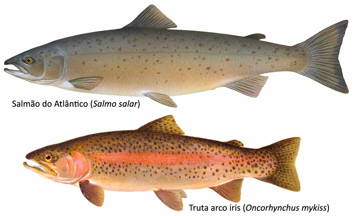 Salmão do Atlânctico (Salmo salar) e Truta arco íris (Oncorhynchus mykiss)