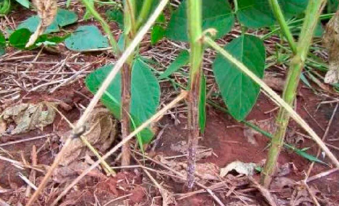 Planta de soja afetada pela Podridão Radicular Fitóftora (PRF ou Phytophthora sojae) - Foto: Leila Maria Costamilan