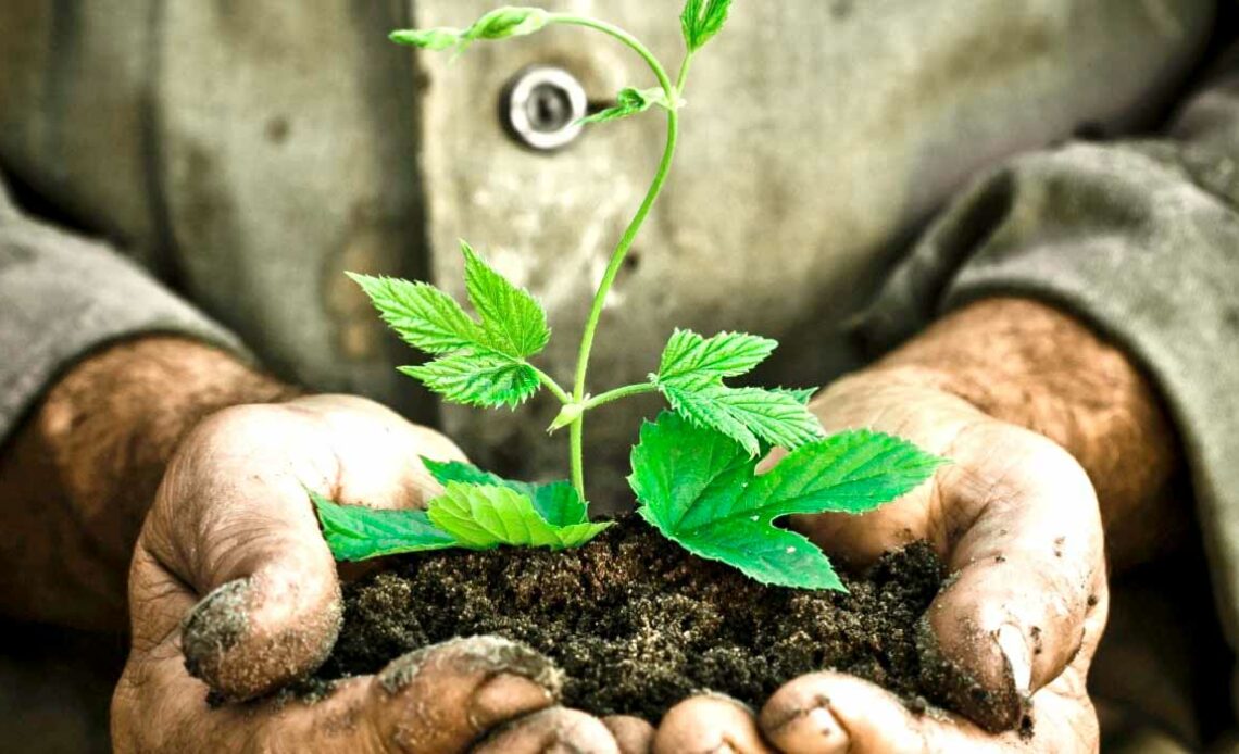 Agricultor segurando uma muda com boa porção de solo de boa qualidade