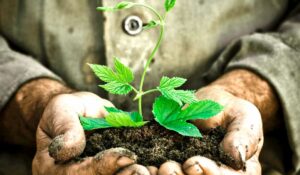 Agricultor segurando uma muda com boa porção de solo de boa qualidade