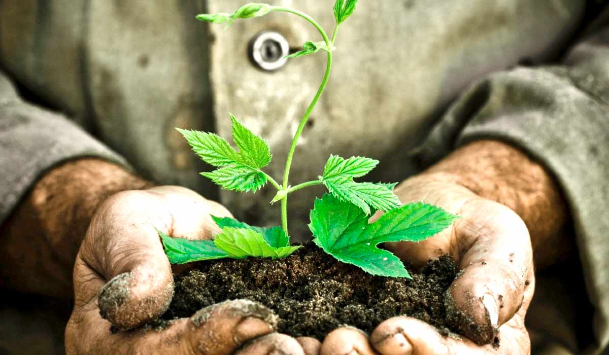 Agricultor segurando uma muda com boa porção de solo de boa qualidade