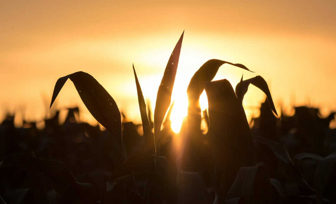 Close de uma lavoura de milho com por do sol em segundo plano