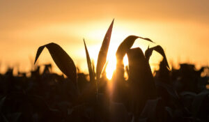 Close de uma lavoura de milho com por do sol em segundo plano