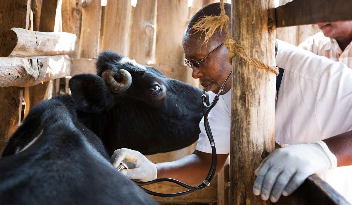 Médico veterinário examinando uma vaca no estábulo