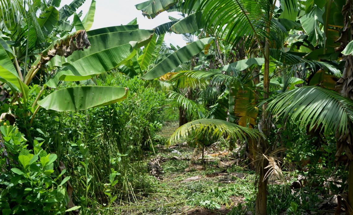 Agrofloresta na Resex Chico Mendes, Xapuri, AC