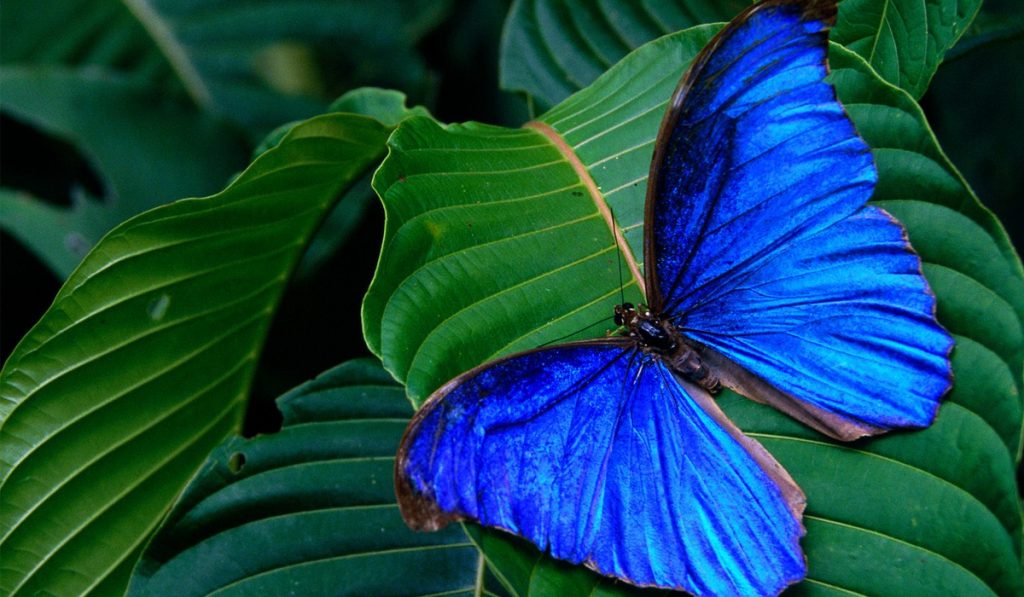 Borboleta Morpho aega aega