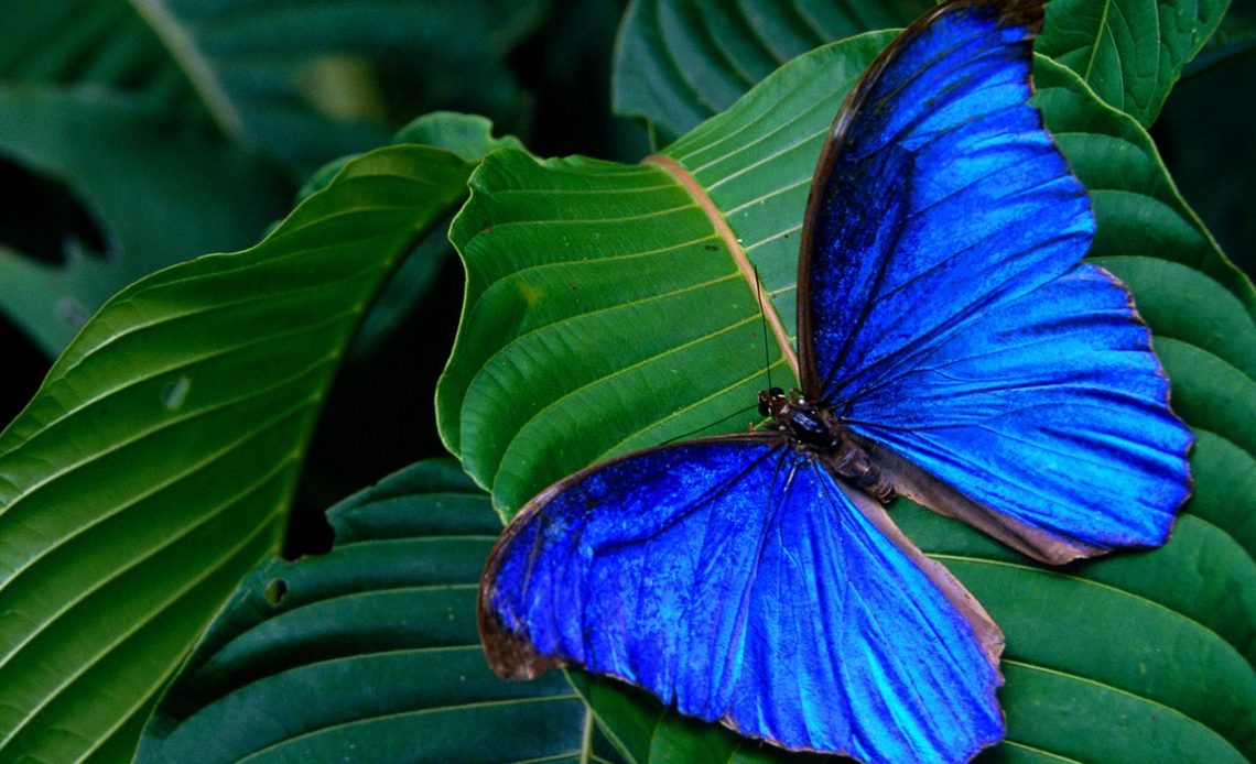 Borboleta Morpho aega aega