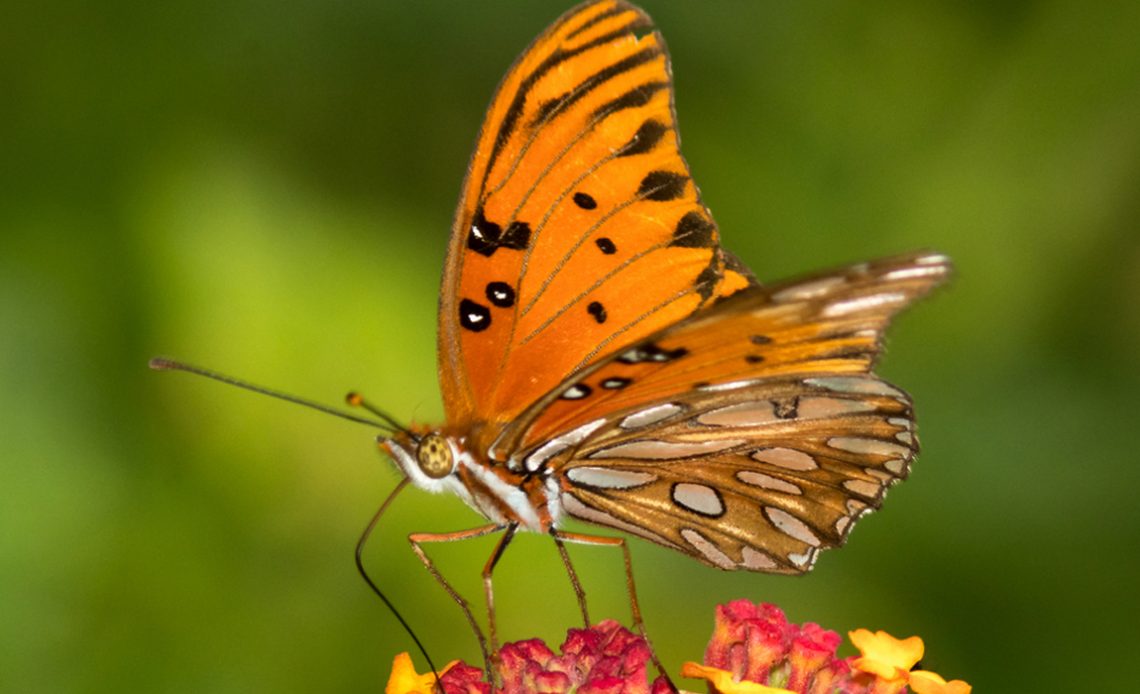 Borboleta Pingos de Prata (Agraulis vanillae)