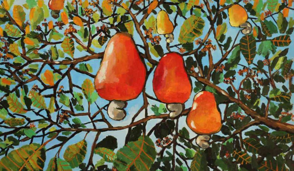 Cajueiro com frutos - pintura - Anacardium occidentale