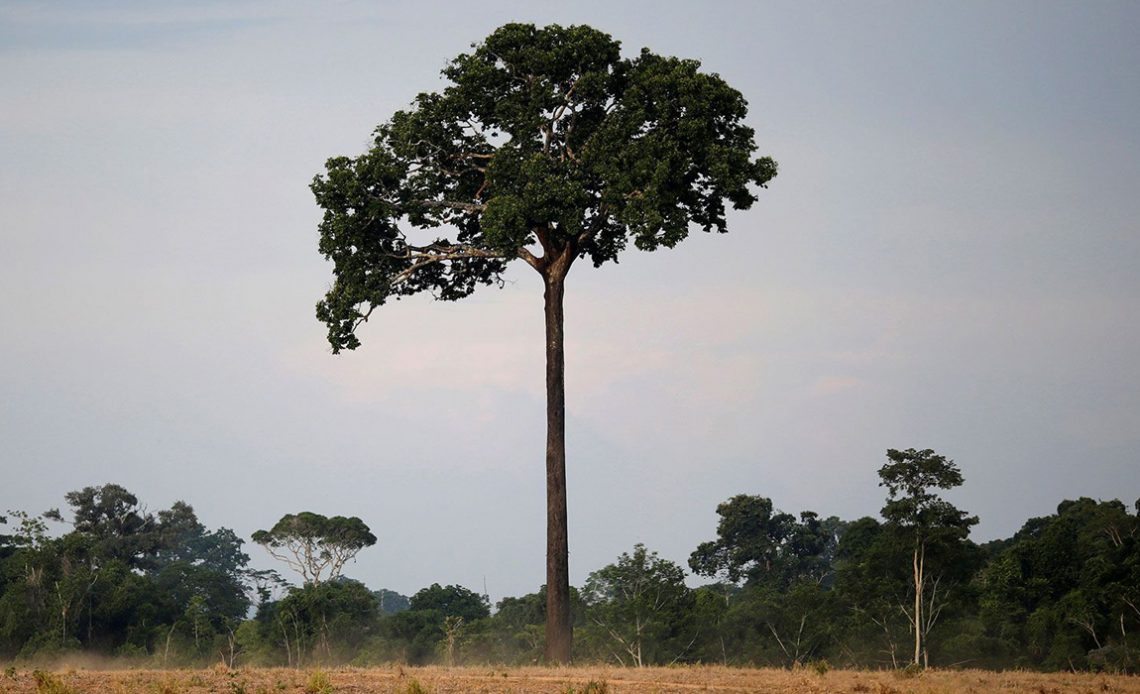 Castanheira do Pará (Bertholletia excelsa)