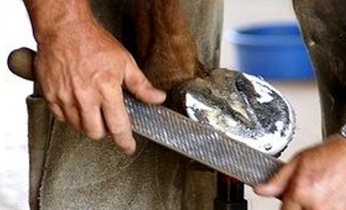 Ferrageador trabalhando com a grosa o casco de um cavalo